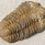 Life Fossils